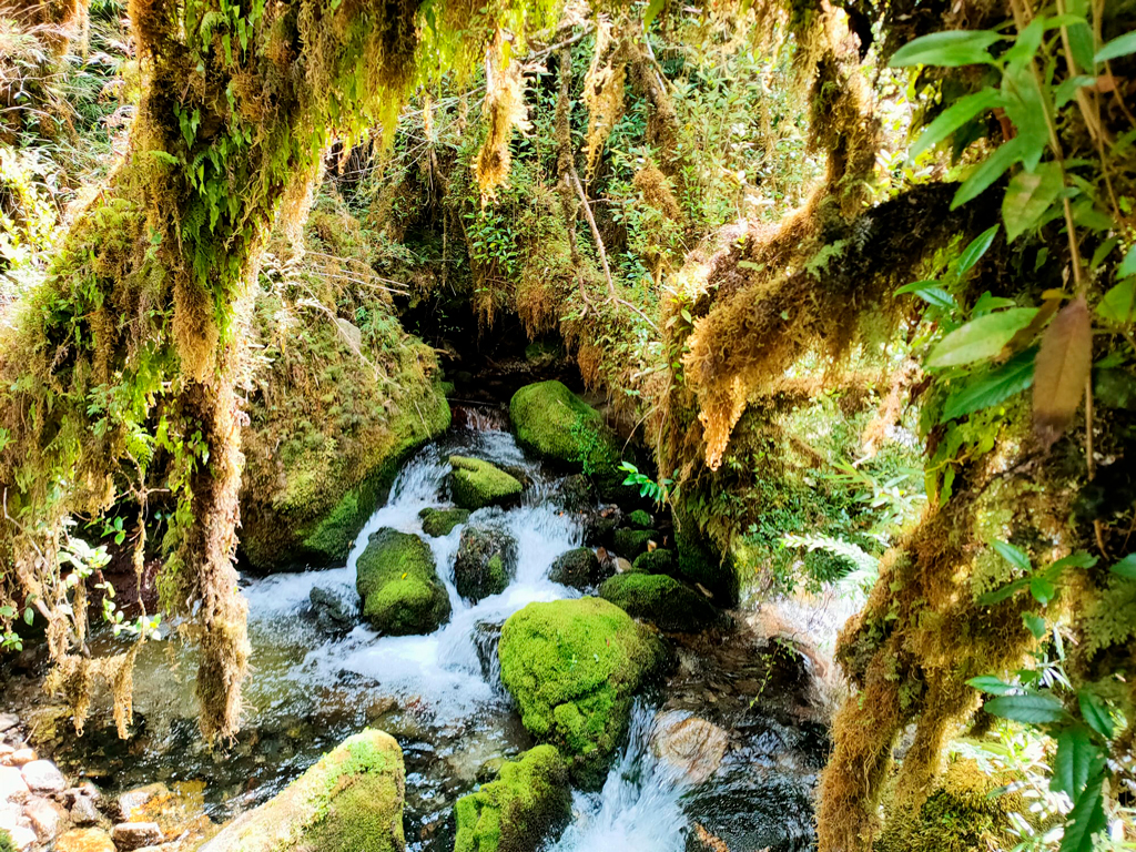 Las maravillas de la naturaleza, verde y agua./ Foto Pepe de Dios.
