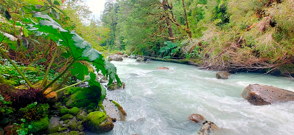 Río y espejo de la vida regalada de las plantas./ Foto JM