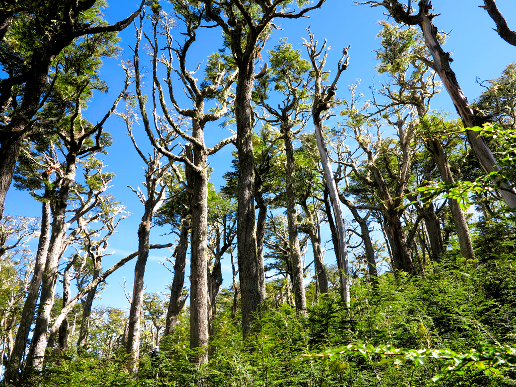 El bosque de lenga, última capa vegetal antes de llegar a las rocas./ Foto JM