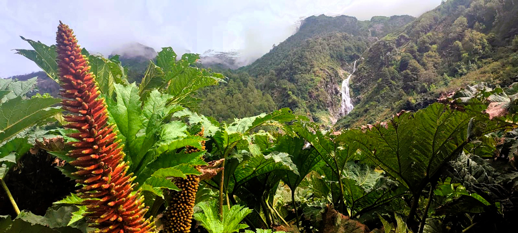 Siempre exuberancia, vegetación y agua./ Foto PT